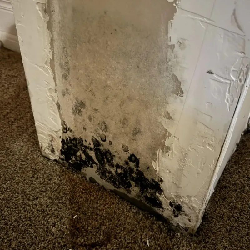 Professional Mold Removal in Munster, IN